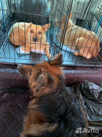 Перевозка животных, зоотакси