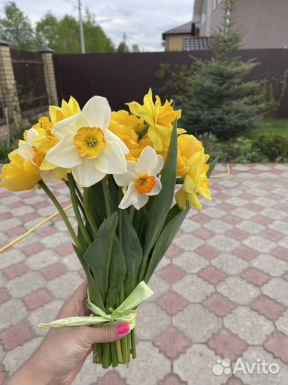 Цветы букет тюльпаны