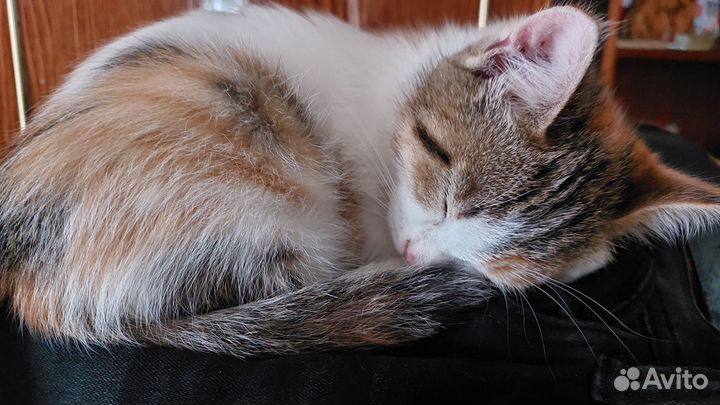 Кошка