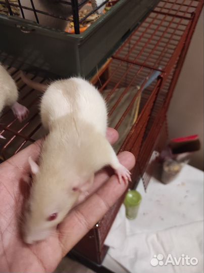 Крыса дамбо