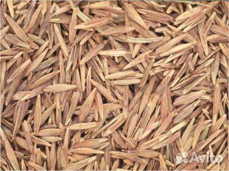 Семена костра (кострец)