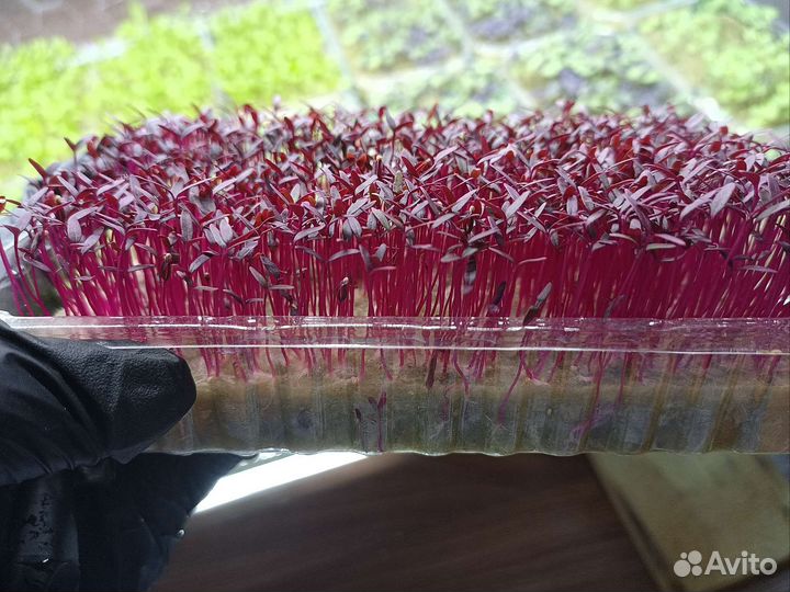 Амарант красный (микрозелень)