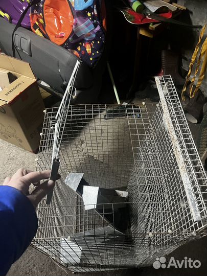 Цыплятник, выгул цыплят