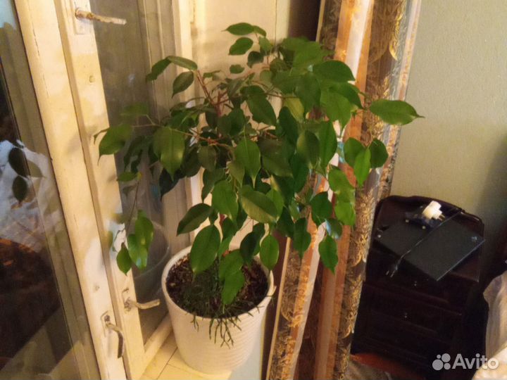 Фикус бенджамина 