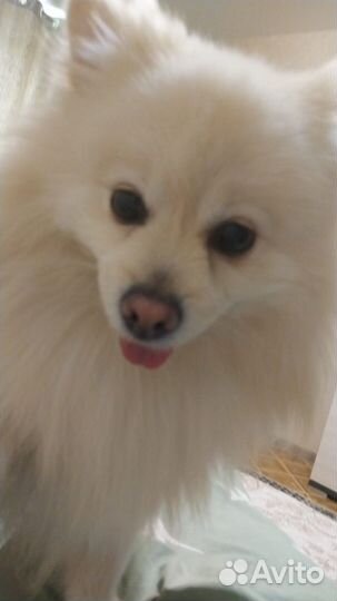 Шпиц мальчик вязка