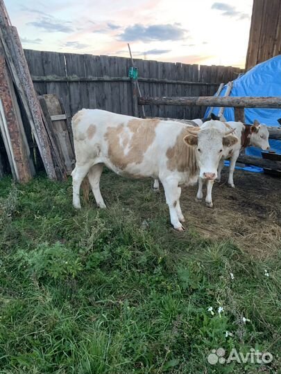 Тёлка стельная