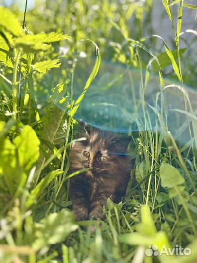 Котята