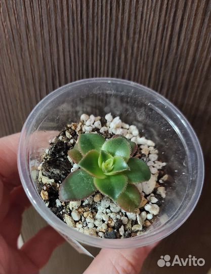 Эониум, Хойя Куртиси, Сигиллатис