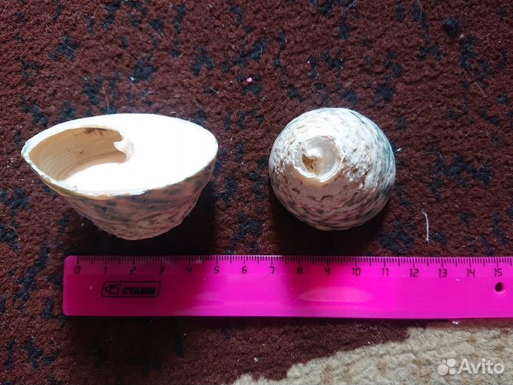 Морские ракушки раковины морская звезда