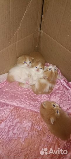 Вислоухие котятки