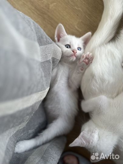 Котята в добрые человеческие руки