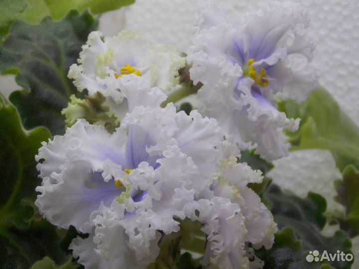 Цветущие фиалки