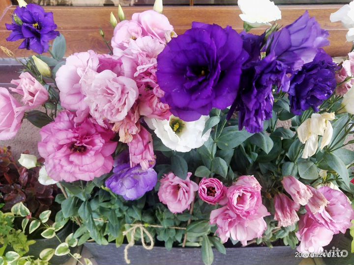 Эустома саженцы