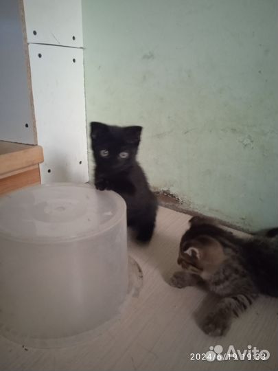 Котята вислоухие в добрые руки бесплатно