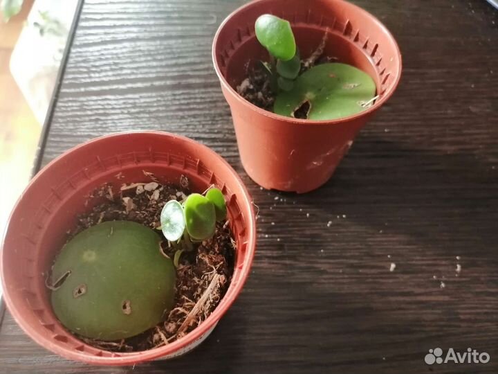 Пеперомия рейндроп