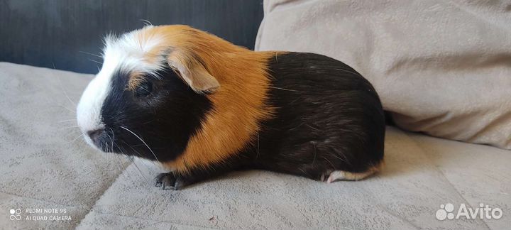 Морские свинки в семьи с детьми