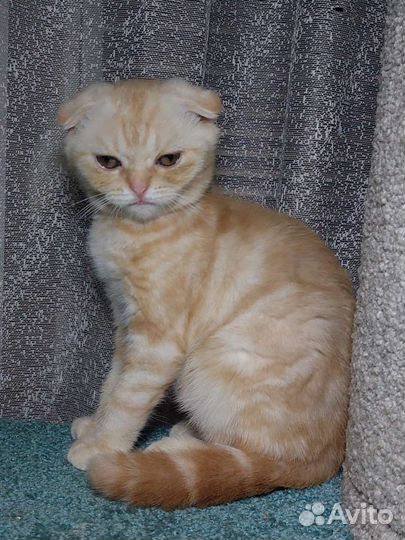 Шотландские вислоухие котята