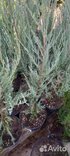Можжевельник скальный Блю Эрроу для живой изгороди