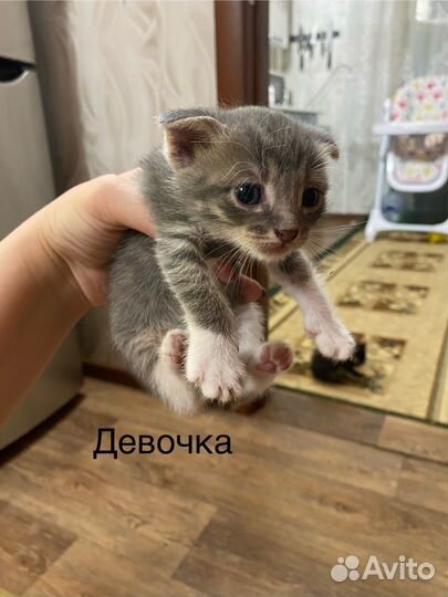 Котята в добрые руки бесплатно
