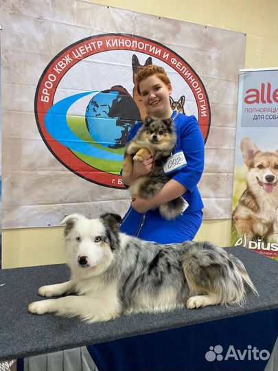 Дрессировка собак кинолог