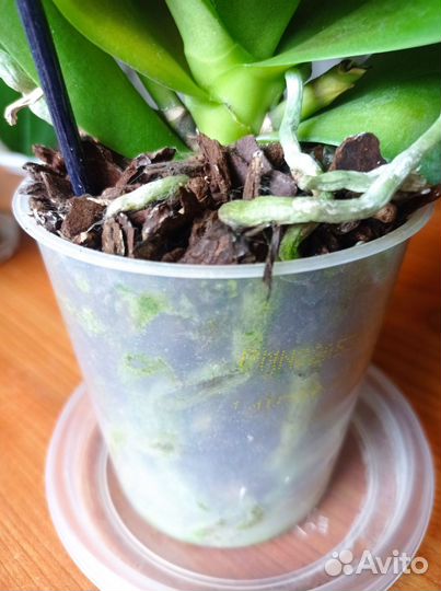 Орхидея Cute Holly мультифлора арома цветет