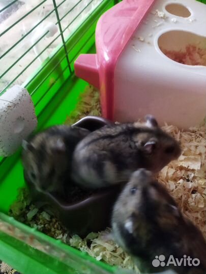 Джунгарский хомяк