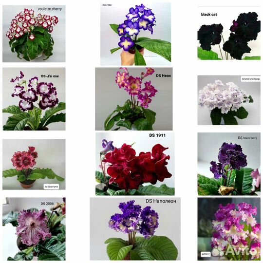 Стрептокарпусы 45 сортов