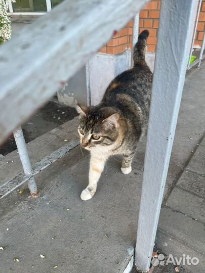 Выбросили не приученную у улице молодую кошку
