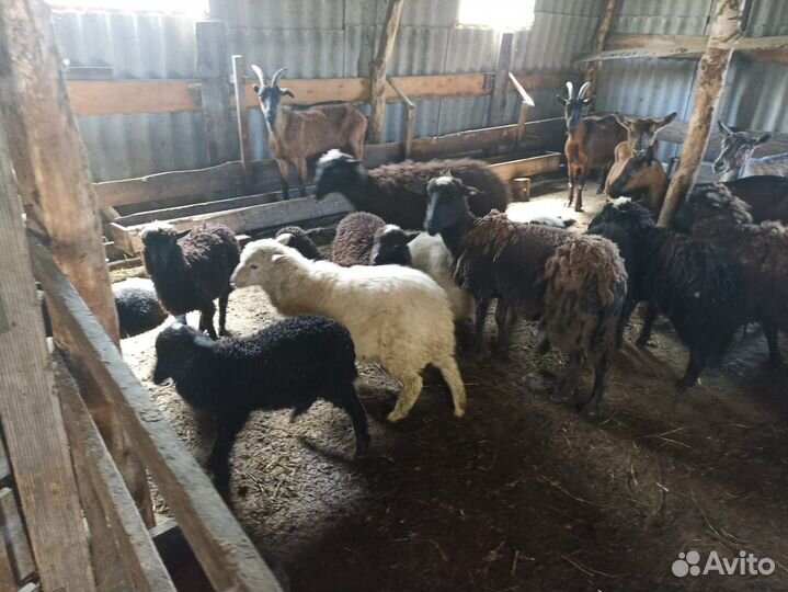 Овцы бараны ягнята