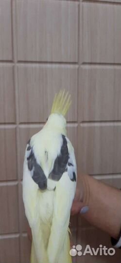 Попугай ручной Карелла Нимфа