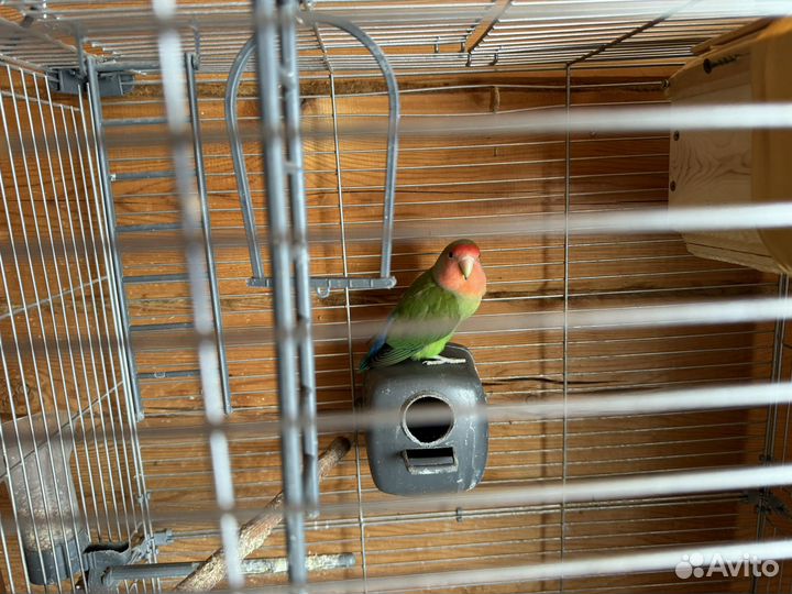 Попугаи Неразлучники, пара, с клеткой
