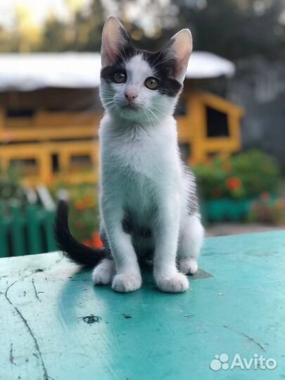 Котёнок кот Пирожок (Рон) в добрые руки