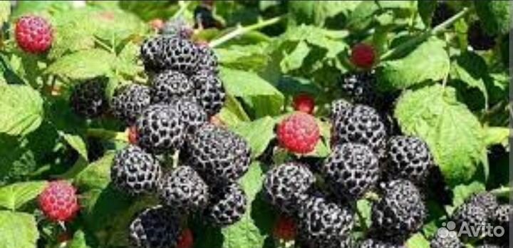 Продам ежемалину(чёрная малина)