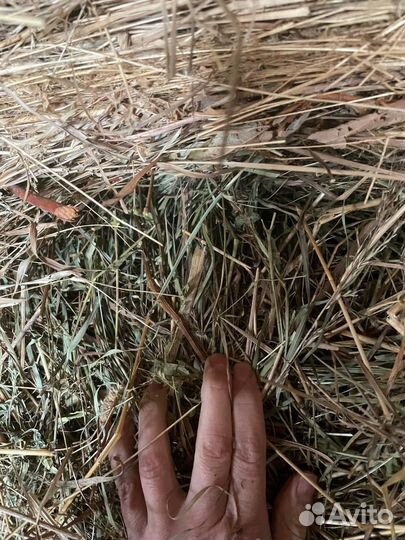 Сено Оптом с доставкой
