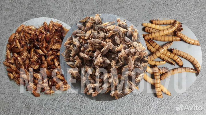 Сверчки, тараканы, зофобас кормовые насекомые