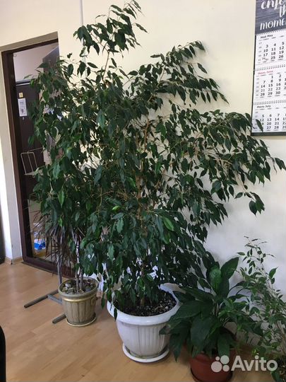 Фикус бенджамина большой