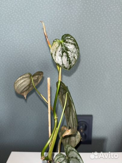 Филодендрон брандтианум