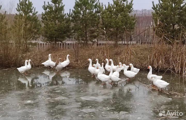 Инкубационные яйца гусей, уток