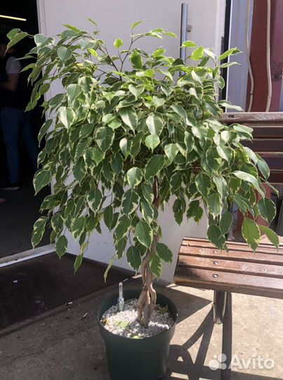 Бенджамина фикус плетеные стволы