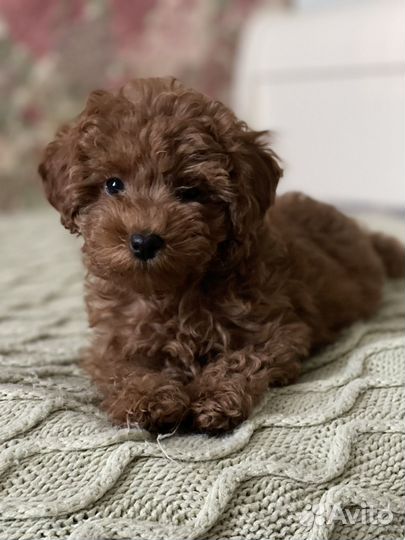 Кинолог РКФ (Помощь в выборе щенка, дрессировка)