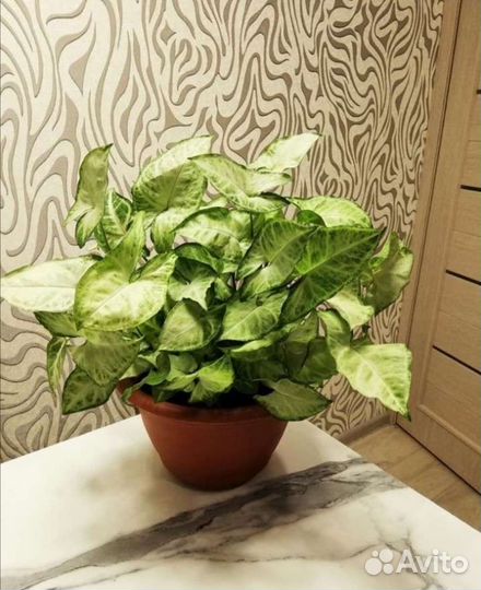 Сингониум ампельный