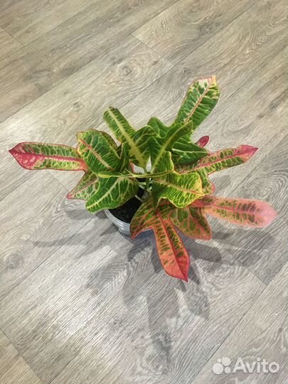Продам цветок Кротон