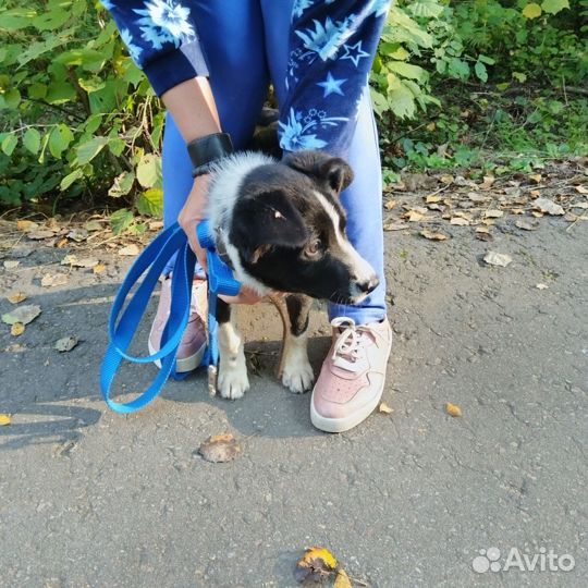 Австралийская овчарка