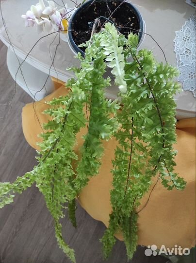 Папоротники