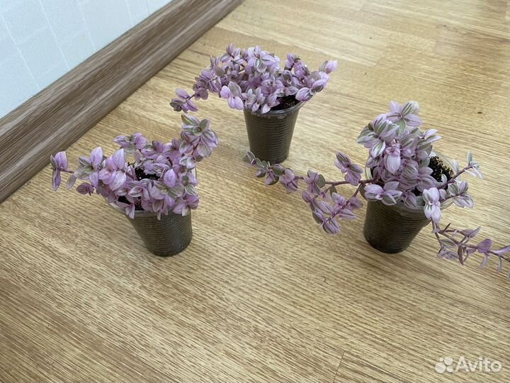 Каллизия бьянка и розовая пантера