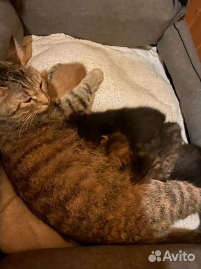 Голубоглазые котята в добрые руки