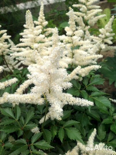 Астильба Гладстон