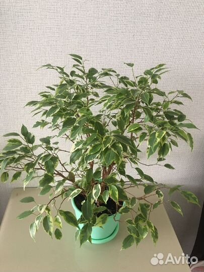 Фикус Кинки