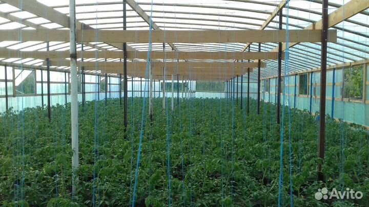 Базилик зеленый и фиолетовый