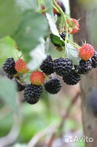 Малина чёрная 